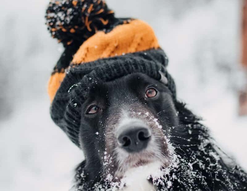 adult short-coated dog sitting snow while wearing orange and black hat