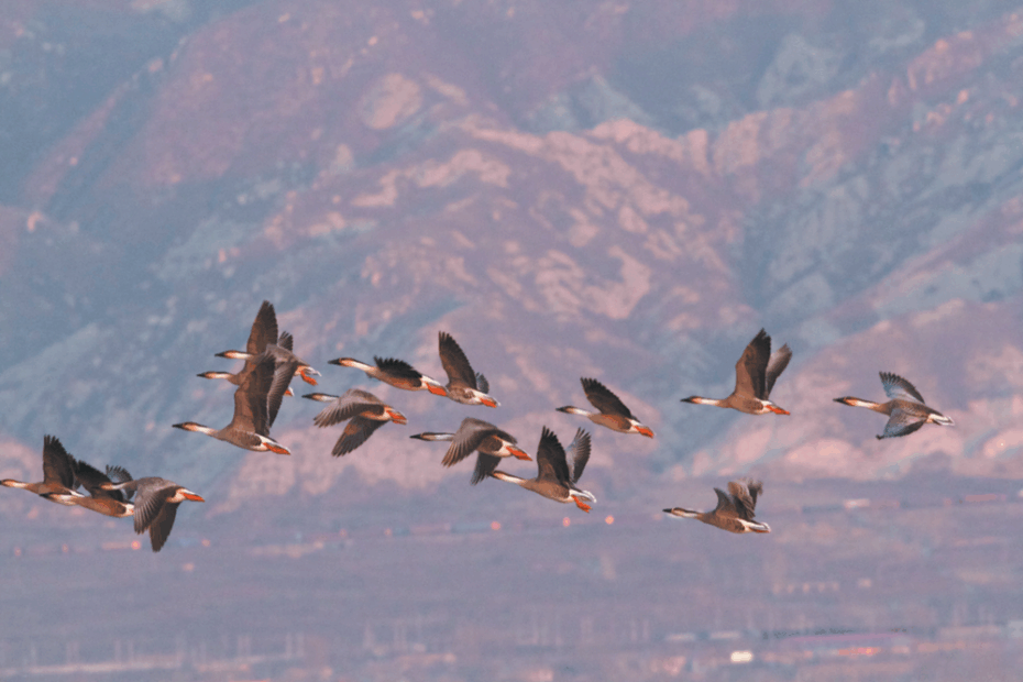 Birder boosts protections in Beijing