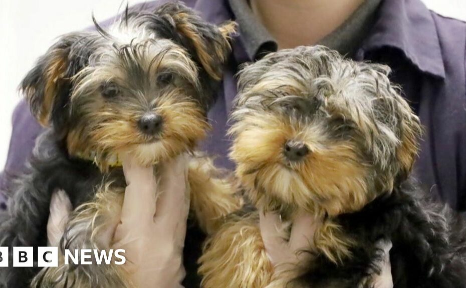 Charities praise new law banning puppy smuggling