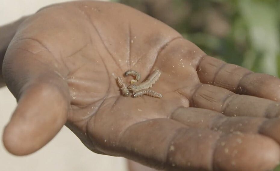 Climate crisis driving new disease threats in Africa