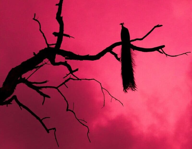 black bird on bare tree during night time