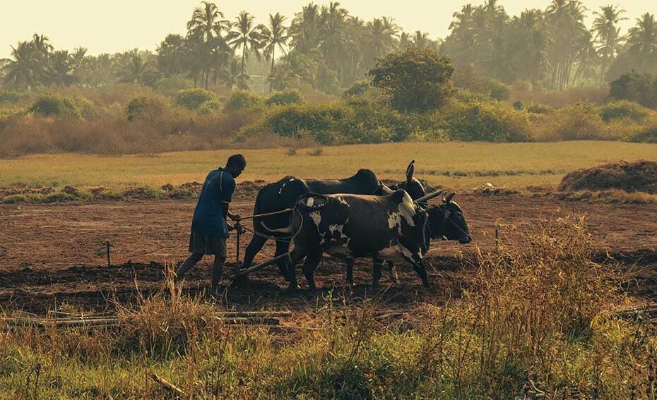 Crop loss deepens food insecurity across Africa