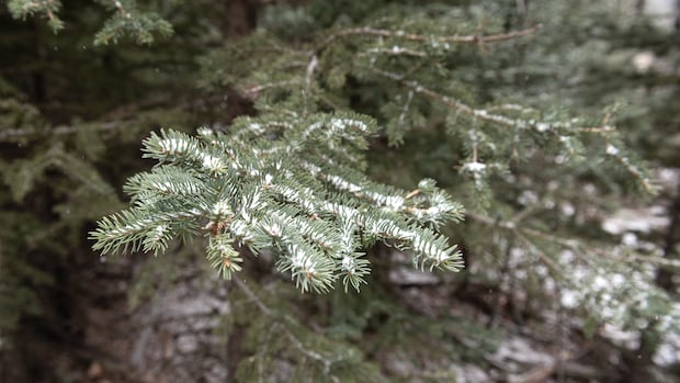 FIRST PERSON | After a decade of hunting Christmas trees, I've learned to cherish many gifts from the forest | CBC News