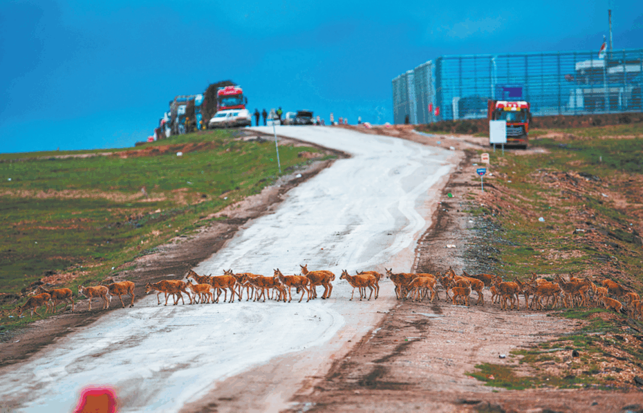Hidden toll on urban wildlife revealed