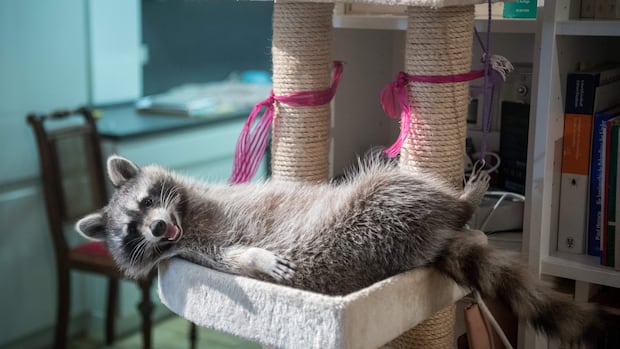 New study suggests urban raccoons are becoming more domesticated. Could they be pets one day?  | CBC Radio