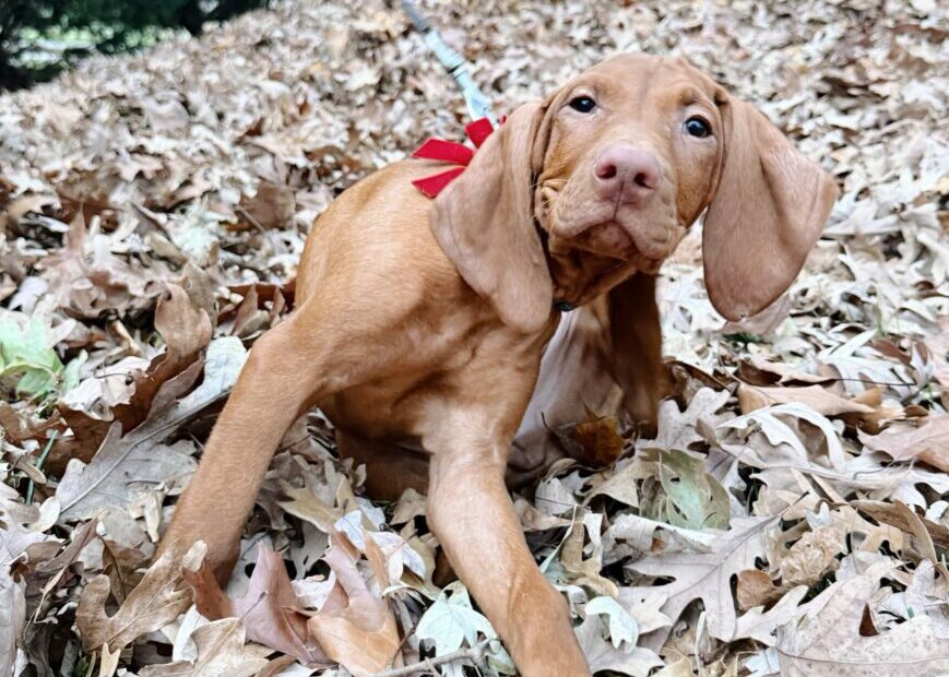 comet vizsla