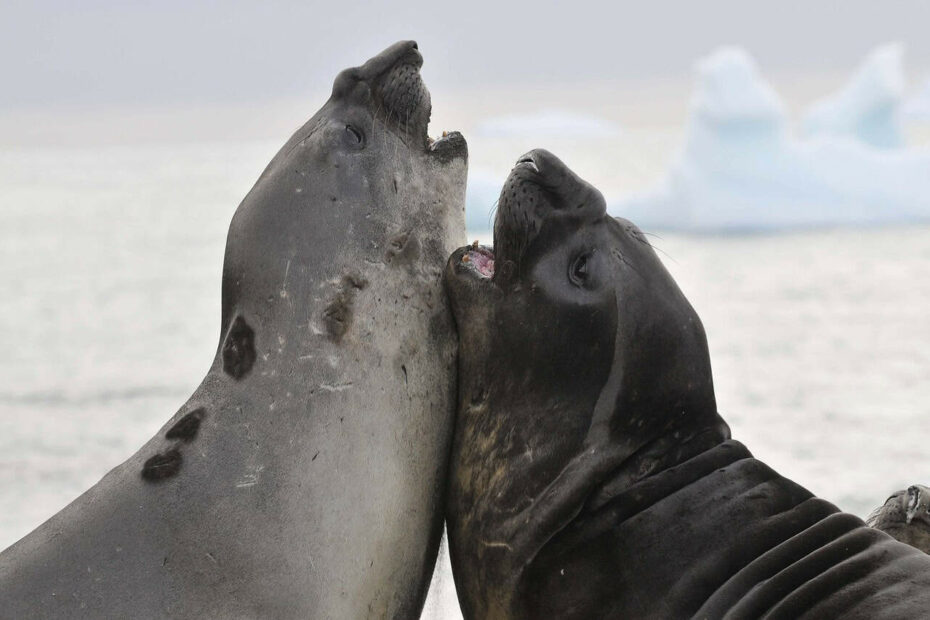 14 Wild Animals More Dangerous Than They Look - Idyllic Pursuit