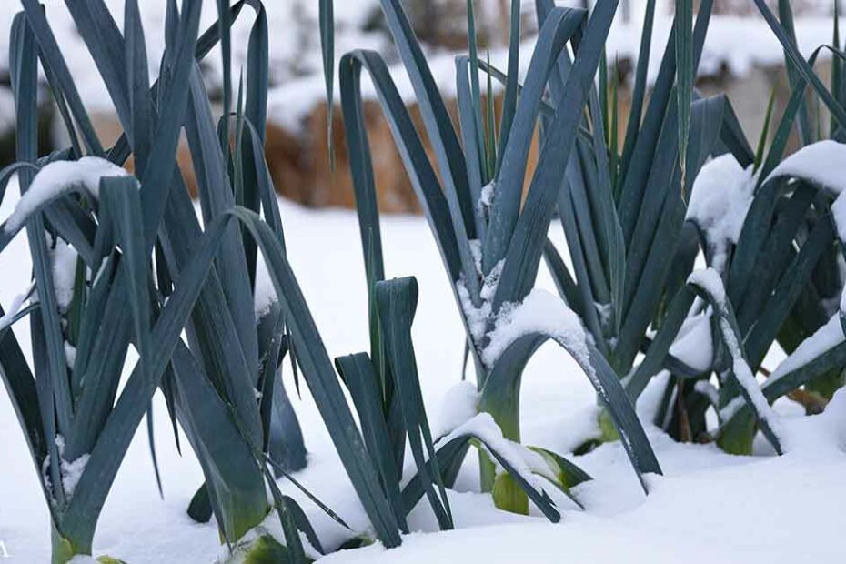 Best Crops for Cold Frames and Hoop Houses in Winter