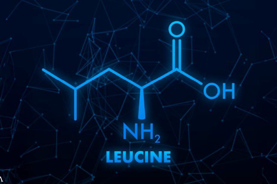 Scientists Reveal How Leucine Supercharges Cellular Energy