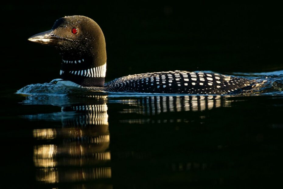 We know what’s killing loons and how to stop it. So why are they still dying?